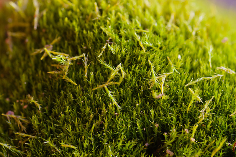 Dicranum flagellare